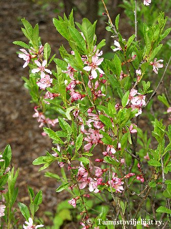 Prunus tenella